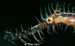 ghost pipe fish portrait by Yoav Lavi 
